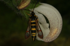 Synanthedon theryi