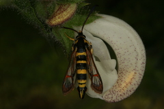 Synanthedon theryi