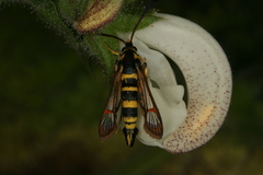 Synanthedon theryi