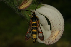 Synanthedon theryi