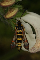 Synanthedon theryi