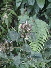 Lepidagathis incurva