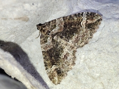 Catarhoe basochesiata