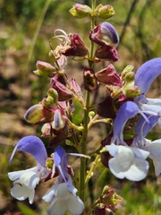 Salvia chamelaeagnea