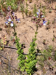 Salvia chamelaeagnea
