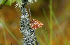 Boloria aquilonaris