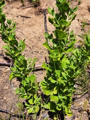Salvia chamelaeagnea