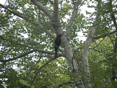 Melaenornis pammelaina