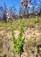Salvia chamelaeagnea