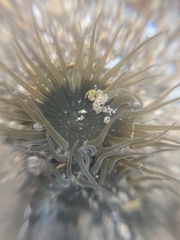 Anthopleura handi