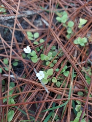 Houstonia procumbens