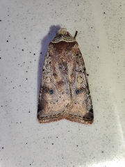 Cerastis faceta