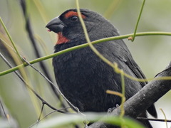 Melopyrrha violacea