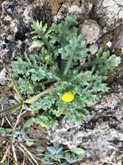 Grangea maderaspatana