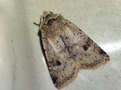 Cerastis faceta