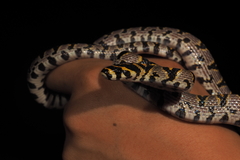 Euprepiophis mandarinus