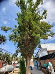 Populus