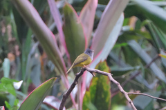 Culicicapa ceylonensis