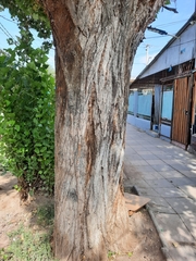 Populus