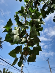 Populus