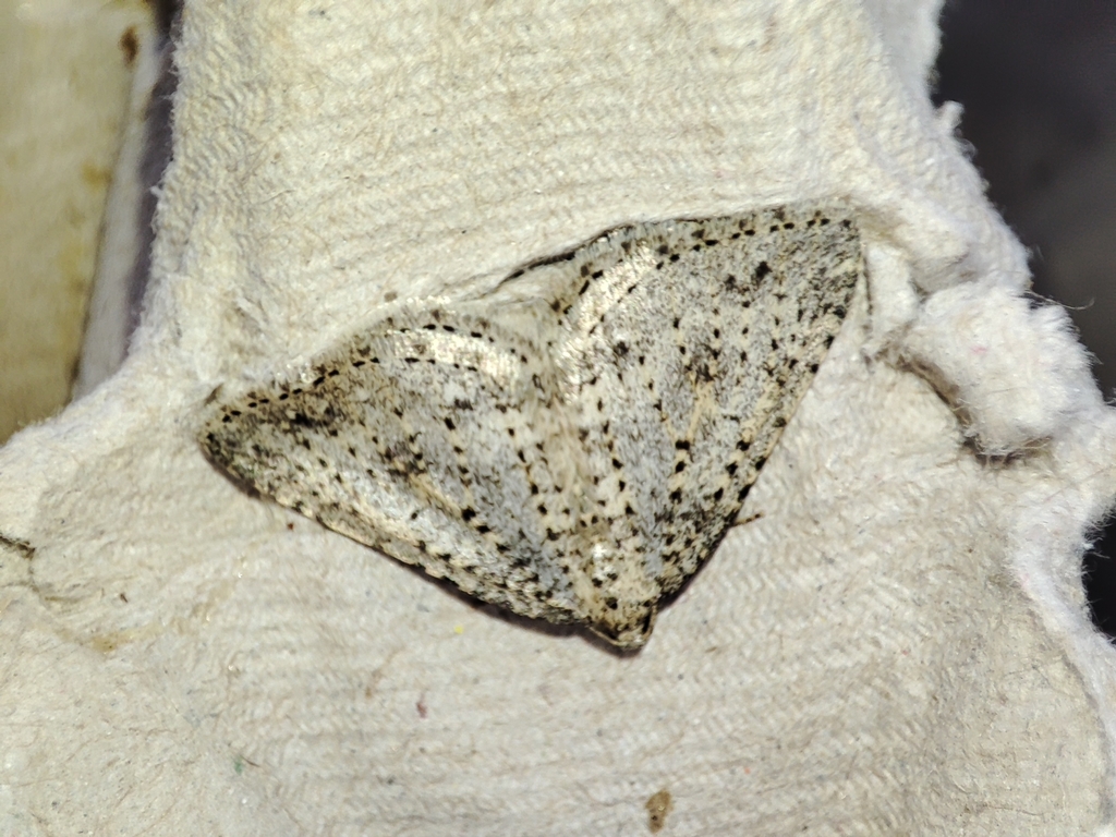 Colostygia olbiaria