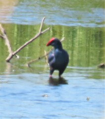 Porphyrio madagascariensis