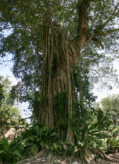 Ficus dendrocida