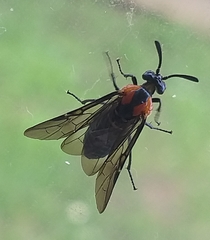Argidae