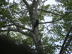 Melaenornis pammelaina