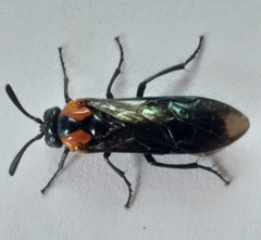 Argidae