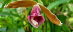 Phaius