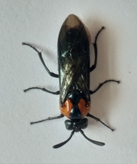 Argidae