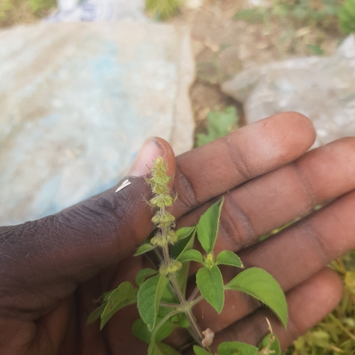 Ocimum americanum image