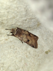 Cerastis faceta
