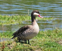 Anas erythrorhyncha