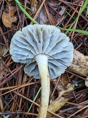 Leratiomyces percevalii