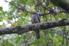 Hierococcyx sparverioides