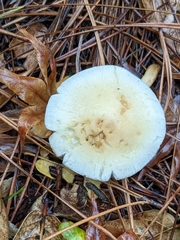 Leratiomyces percevalii