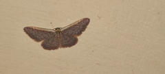 Idaea inversata