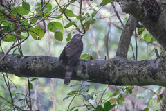 Hierococcyx sparverioides