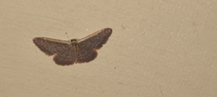 Idaea inversata