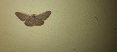 Idaea inversata