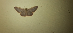 Idaea inversata