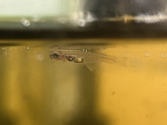 Phenacostethus smithi