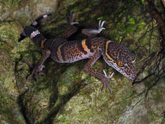 Goniurosaurus luii