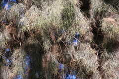 Vireo gilvus