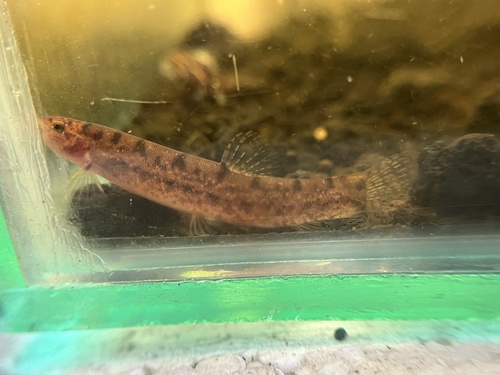Lepidocephalichthys tomaculum
