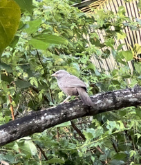 Argya affinis