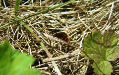 Osmia bicolor