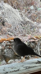 Turdus nigrescens